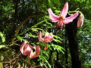 25  Lilium martagon (Giglio martagone)